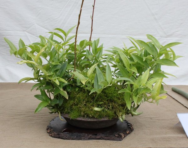 Disporum Japonicum