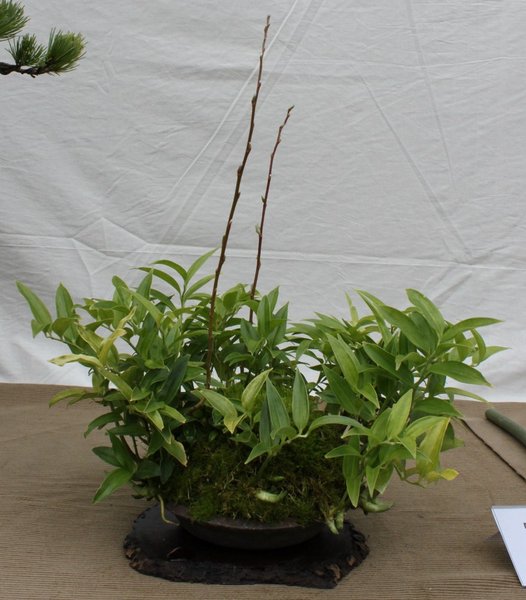 Disporum Japonicum