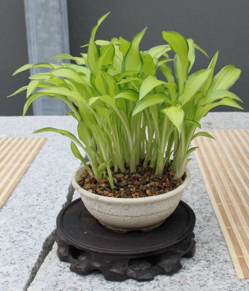 Mini-Hosta