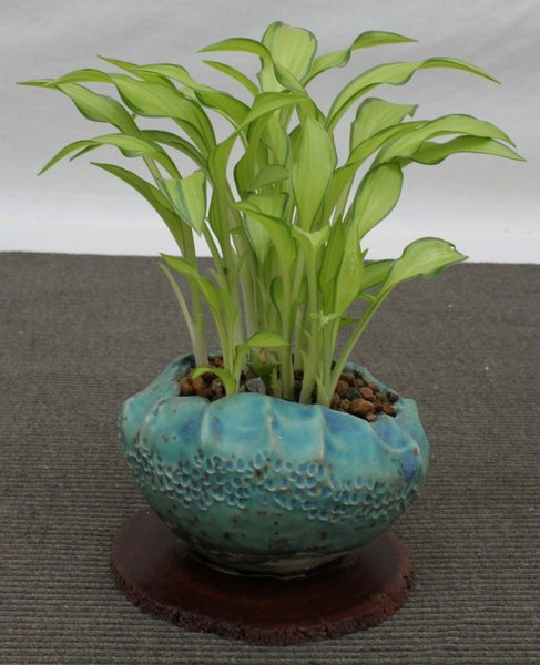 Mini-Hosta