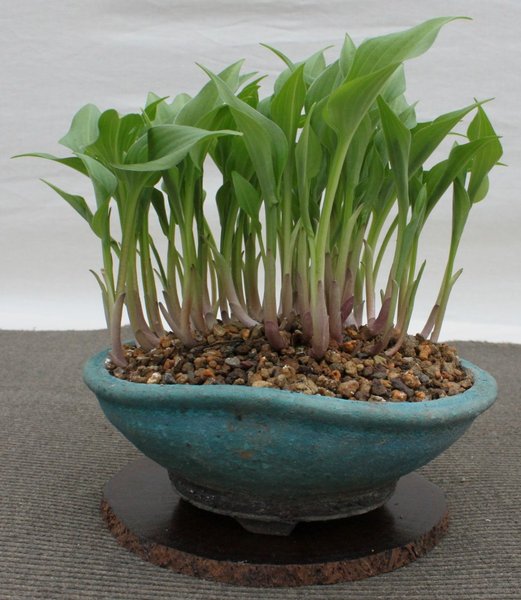 Mini-Hosta