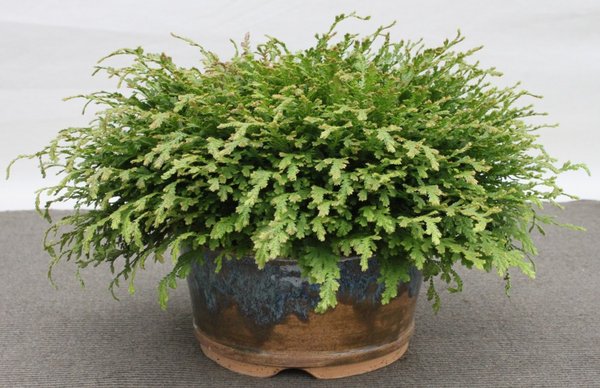 Selaginella
