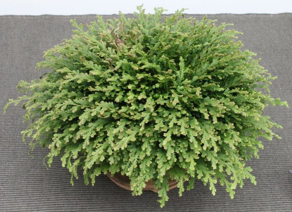 Selaginella