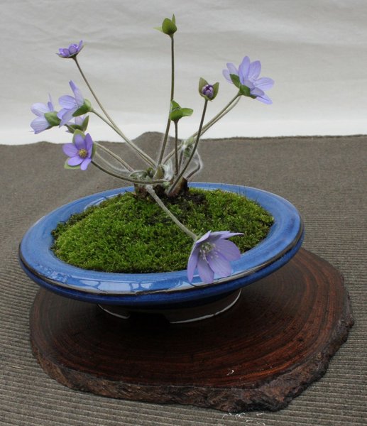 Hepatica nobilis