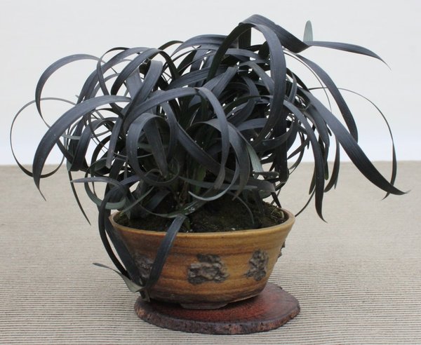 Ophiopogon planiscapus 'Nigrescens'