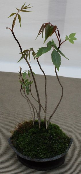 Rhus succedanea