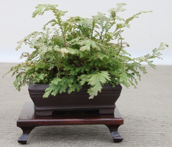 Selaginella