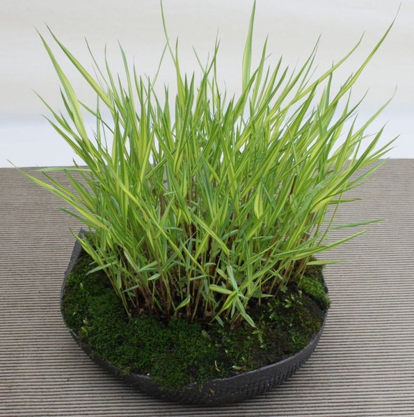 Hakonechloa