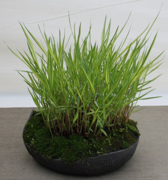 Hakonechloa