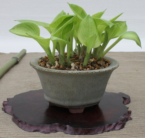 Mini-Hosta