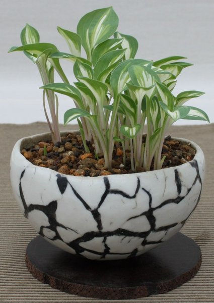 Mini-Hosta