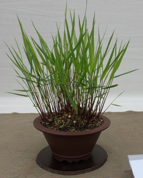 Hakonechloa