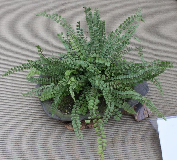 Asplenium trichomanes