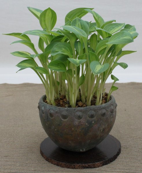 Mini-Hosta