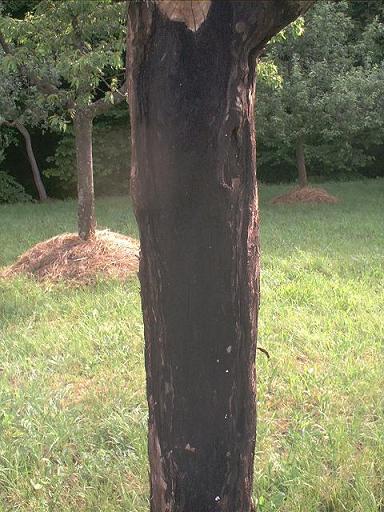 Apfelbaum im Endstadium wahrscheinlich Pilzbefall.