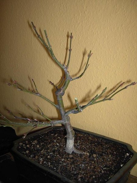Bonsai 2012 013.JPG
