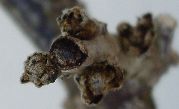 Wisteriaknospen