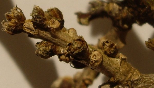 Wisteriaknospen2