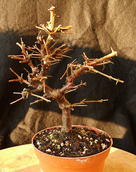 Höhe ohne Topf ca. 20cm (Balkonfreundlich)