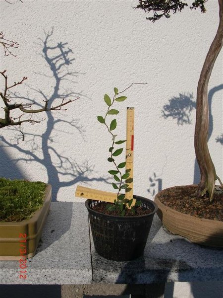 Ulmensteckling 210312