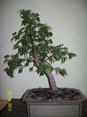 Ficus_a.jpg