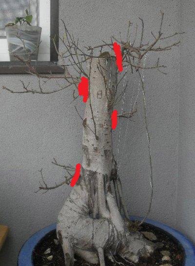 nach Blattschnitt im zeitigen Frühling 2010