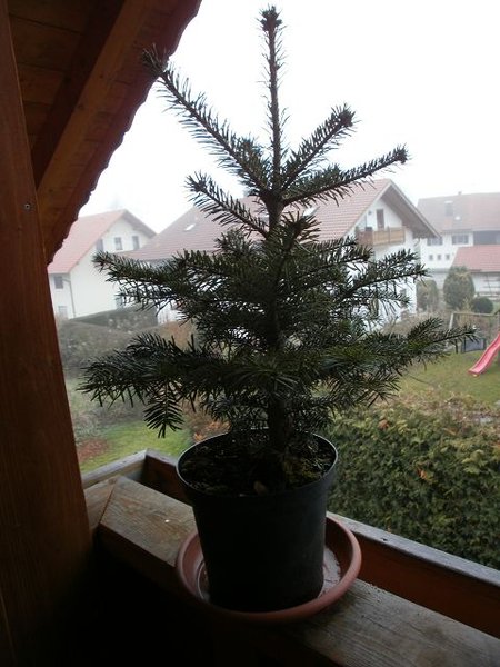 Nordmann- Tanne im Dezember 2011