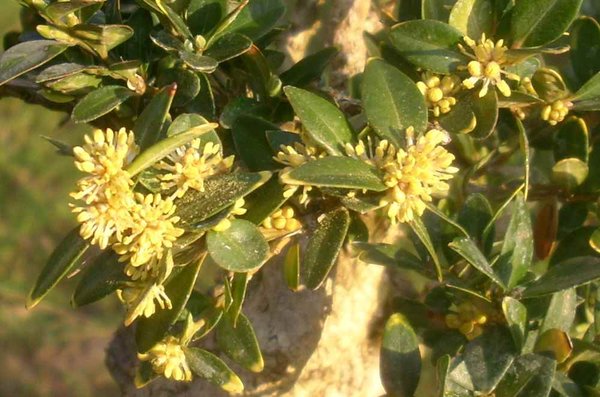 blüte 3 2012.JPG