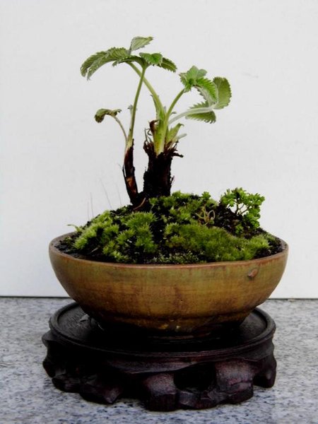 Potentilla  Hybride 'Arc-En-Ciel' in Valuebonsaipot (Glyn Harris)