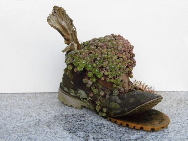 Steingewächse in "Wanderschuh"