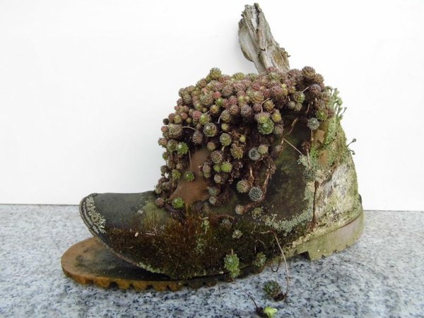 Steingewächse in "Wanderschuh"