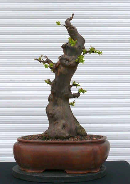 P1000776.JPG