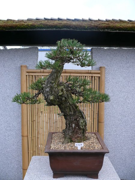 P1050391k.JPG