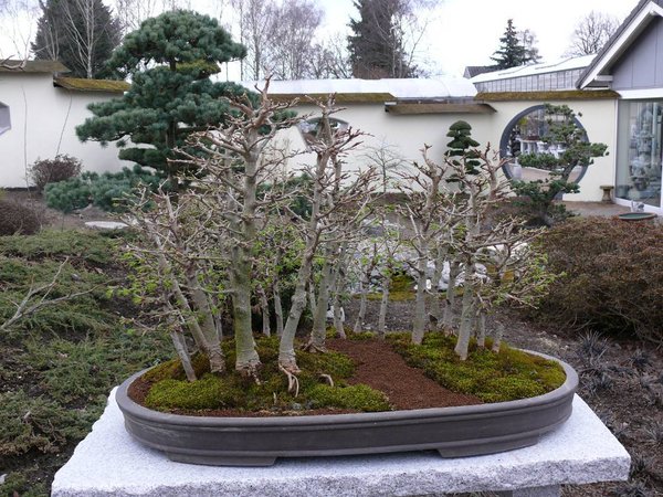 P1050394k.JPG
