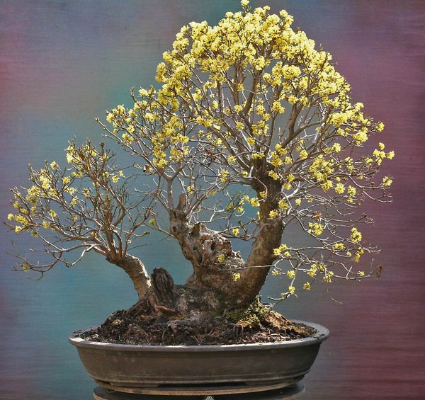 cornus-heinz_01.jpg
