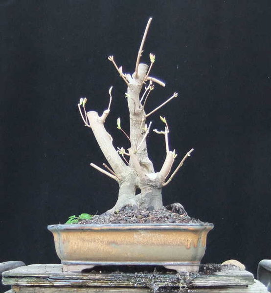 022-März12-AcerGin.JPG