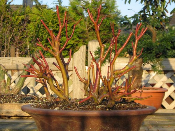 2010-04-04.JPG