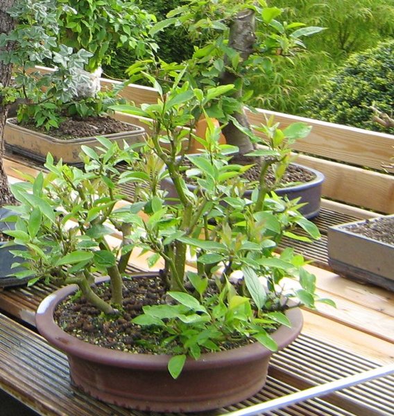 mai2011.jpg