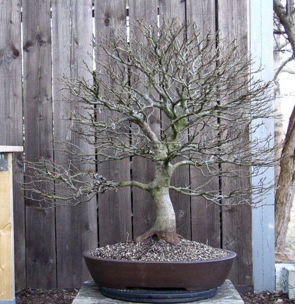 Vorderseite: Nach einem Tag Spitzen schneiden, auslichten, Drahten und Abspannen.<br />Nach dem ich die Detailaufnahmen gesehen habe, könnte ich dem Baum beim nächsten topfen noch etwas nach links neigen ...