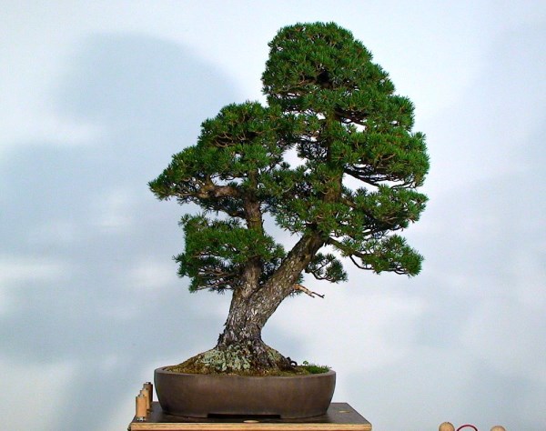 MerlinMärz2012_Kiefer1.jpg