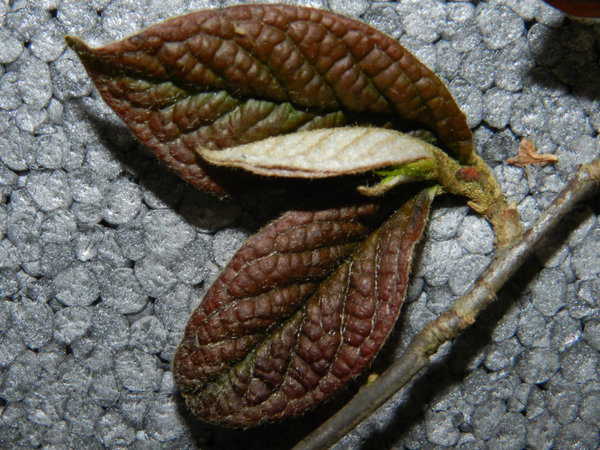 DSCN1946.jpg