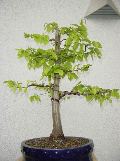 Hainbuche Frühjahr.JPG
