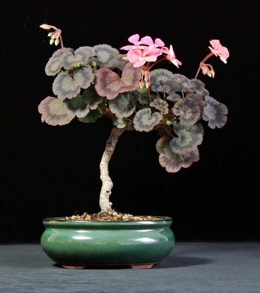 Pelargonium 'Salmon Black Vesuvius'.JPG