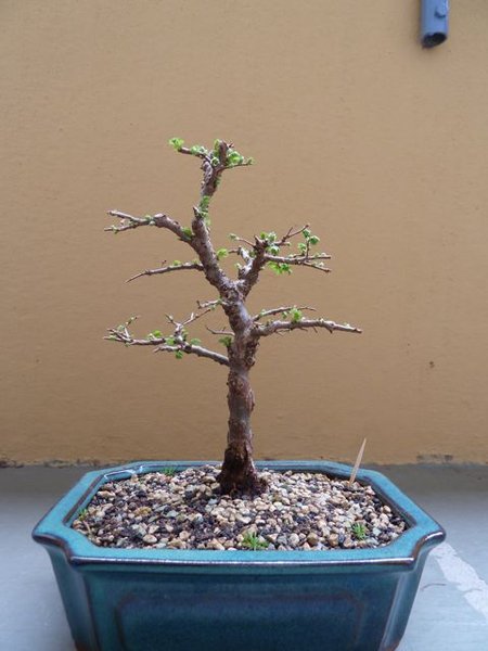 P1020192.jpg
