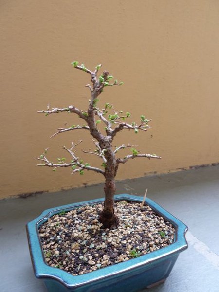 P1020194.jpg