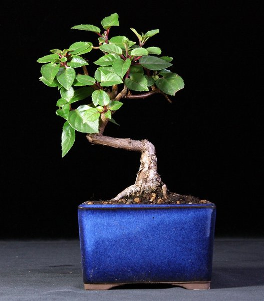 Fuchsia 'Lambada'.JPG