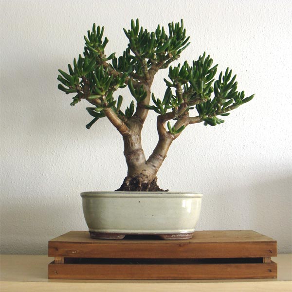 crassula-gollom.jpg