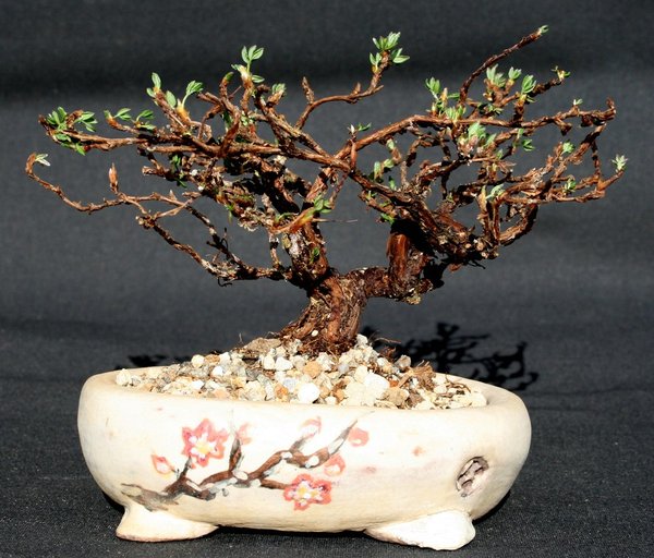 comp_Fünffinger -strauch Potentilla fruticosa.jpg