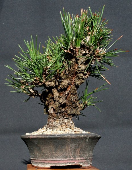 comp_Japanische Schwarzkiefer Pinus thunbergii corticosa.jpg