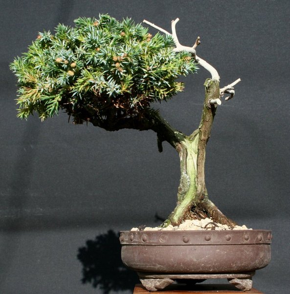 comp_Kriechwacholder Juniperus communis 'Repanda'.jpg